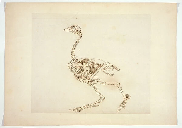 Dorking Hen Skeleton, Lateral View, from A Comparative Anatomical Exposition