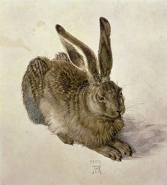 Hare, 1502 (w  /  c on paper)