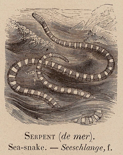 Le Vocabulaire Illustre: Serpent (de mer); Sea-snake; Seeschlange (engraving)