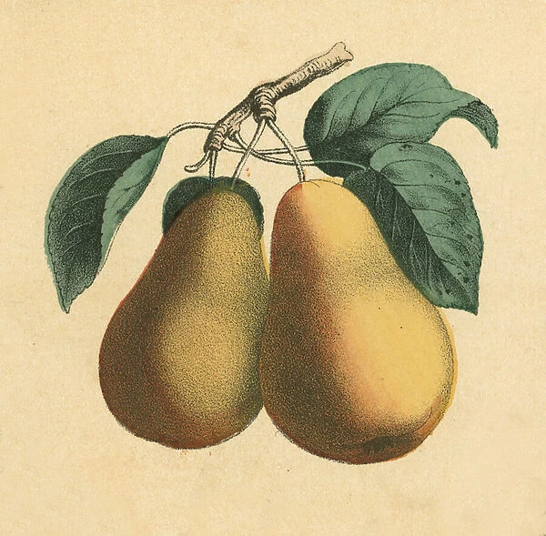 Pears. LLM457942 Pears by English School, (19th century); Private Collection; (add.info.