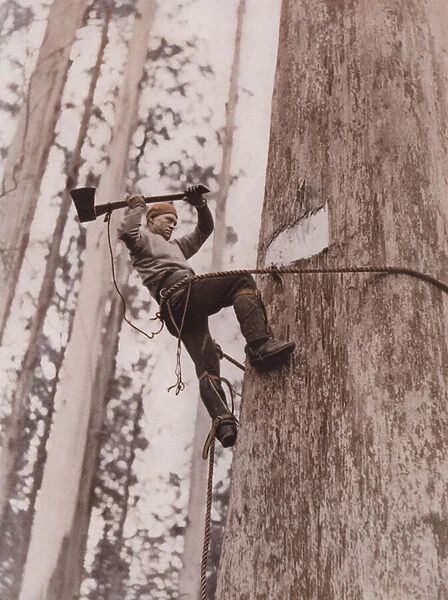 Lumberjack at work, Western Australia (coloured photo)