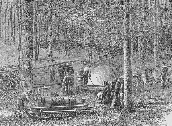 At the Maple Syrup Camp, illustration from Harpers Weekly, 1867
