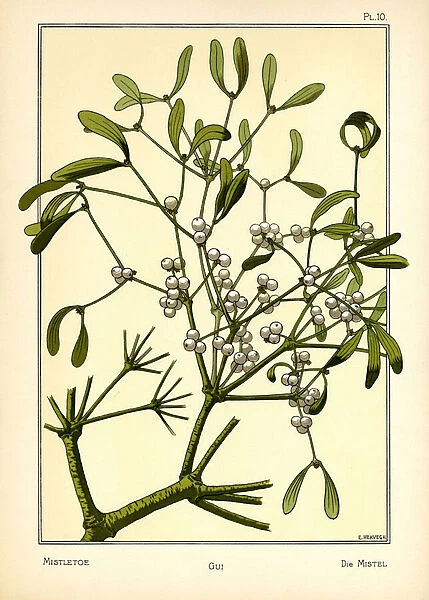 The Mistletoe (colour litho)