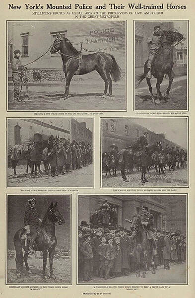 New Yorks Mounted Police and their well-trained horses (b  /  w photo)