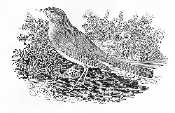 The Nightingale (Luscinia megarhynchos) from the History of British Birds Volume I, pub