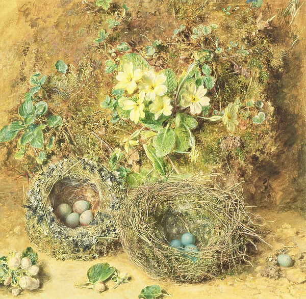 Primroses and Birds Nests (w  /  c on paper)