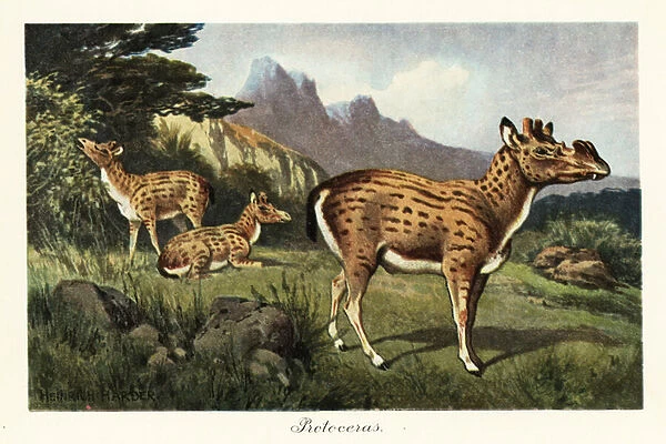 Protoceras, extinct genus of Artiodactyla. 1908 (Print)
