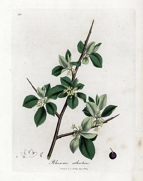 Purgative or cathartic buckthorn - Purging buckthorn, Rhamnus catharticus. Handcoloured copperplate engraving from a botanical illustration by James Sowerby from William Woodville and Sir William Jackson Hooker's ' Medical Botany