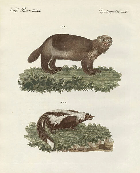 Rare four-footed animals (coloured engraving)