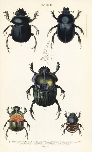 Sacred scarab beetle, Scarabaeus sacer 1, dung beetles, Onthophagus nuchicornis 2, Coprophanaeus lancifer 3, Sulcophanaeus carnifex 4, and earth-boring dung beetle, Geotrupes stercorarius 5