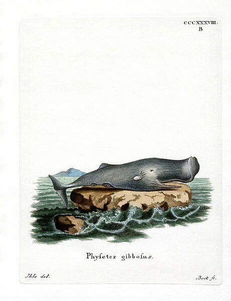 Sperm Whale (coloured engraving)