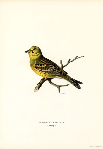 Yellow Bunting (colour litho)