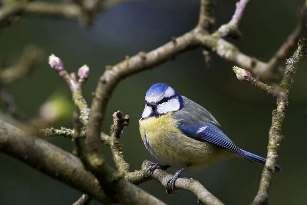 Blue Tit perched in tree Netherlands