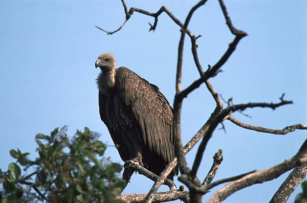 Indian White-rumped Vulture in tree, Gyps bengalensis