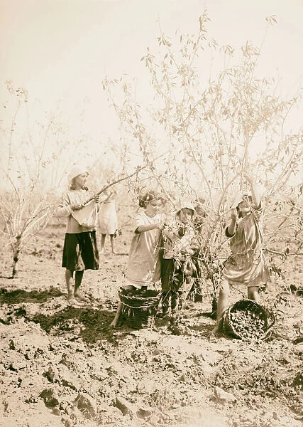 Jewish colonies settlements Richon le Zion Picking almonds