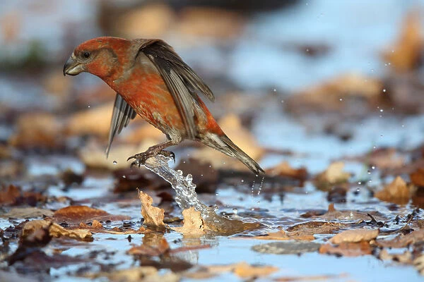 Parrot Crossbill flying off, Loxia pytyopsittacus, The Netherlands
