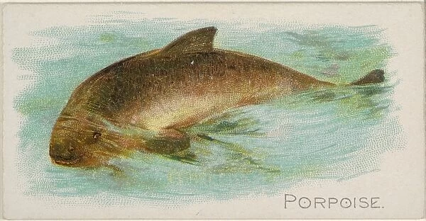 Porpoise Fish American Waters series N8 Allen & Ginter Cigarettes Brands