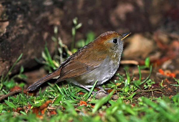 Ruddy-capped nightingale-thrush