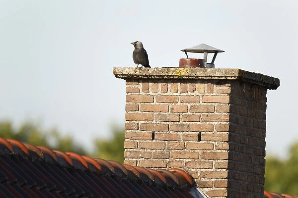 Western Jackdaw at the lookout near its nest in the chimney on the roof of a house, Coloeus monedula, Netherlands