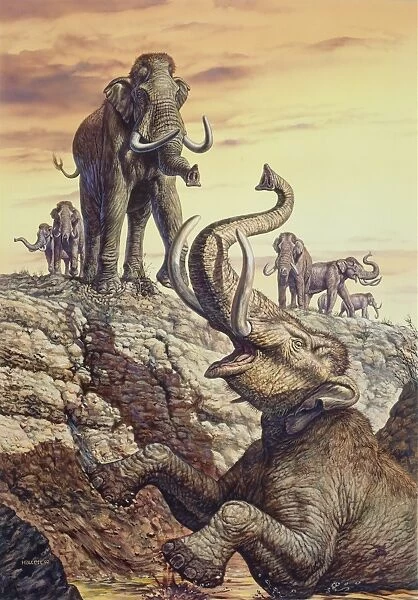 Columbian Mammoth trapped in a sinkhole