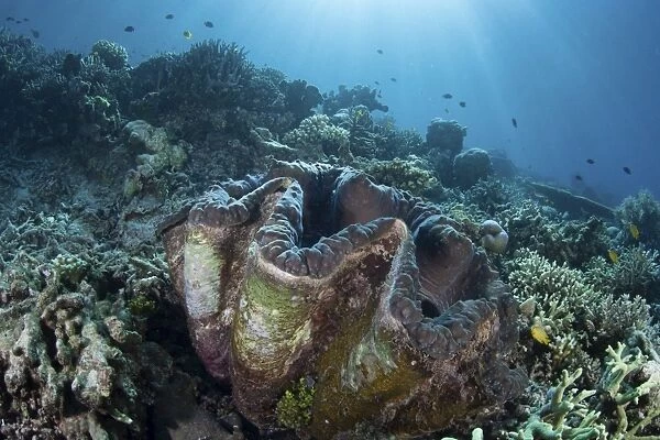 A giant clam grows on a reef in Raja Ampat