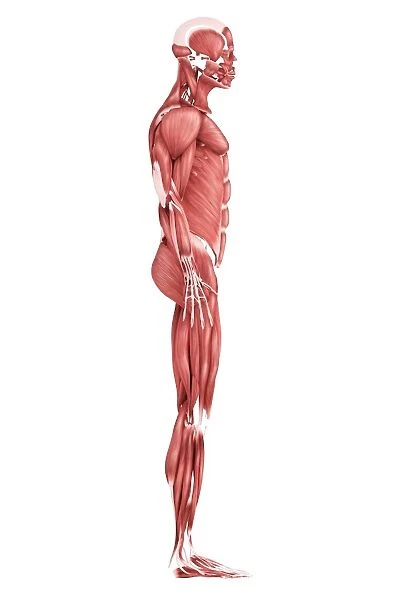 Medical illustration of male muscular system, side view