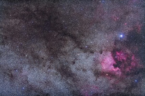 The North America Nebula and dark nebulae in Cygnus