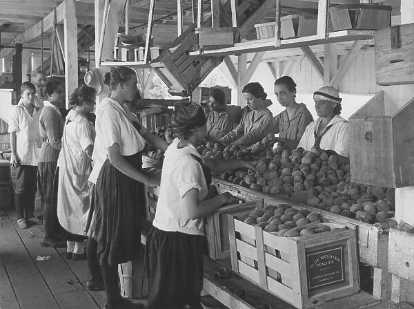 World War I farmerettes packing peaches on a farm in Leesburg, Virginia, 1917