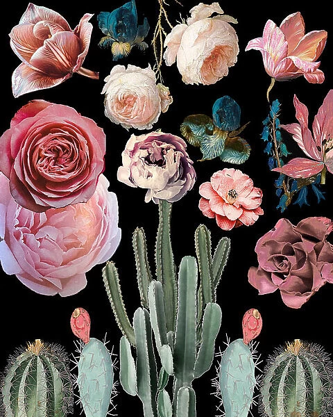 Cacti Floral Blooms Botanical