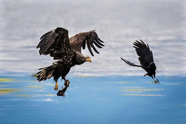 Crow Intercepting Bald Eagle