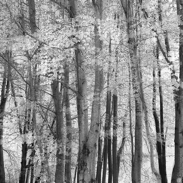 El bosque. Piero Consoli