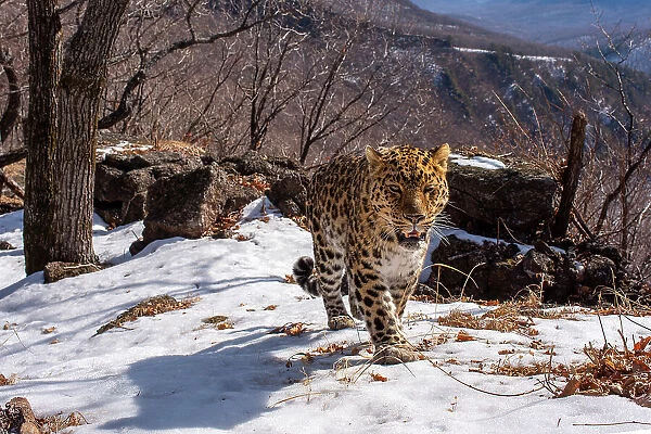 Amur leopard (Panthera pardus orientalis) walking up snowy mountain slope with rocks behind, Land of the Leopard National Park, Russian Far East. Critically endangered. Taken with remote camera. March