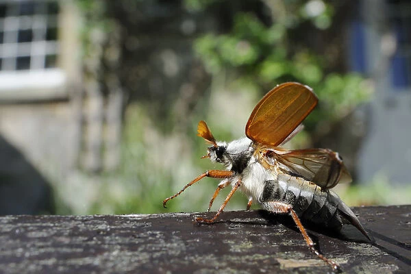 Common cockchafer  /  Maybug (Melolontha melolontha), opening its wings to take off