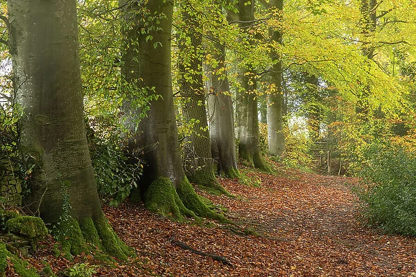 Footpath through Hazel (Corylus avellana) woodland in autumn, Cotswolds, Gloucestershire, England, UK. November