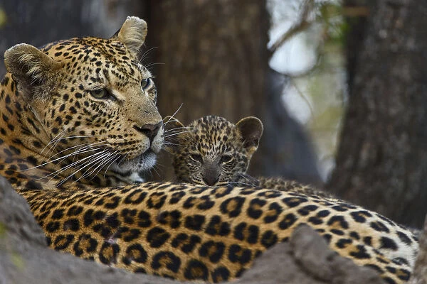 Leopard (Panthera pardus) mother resting with cubs Londolozi Private Game Reserve