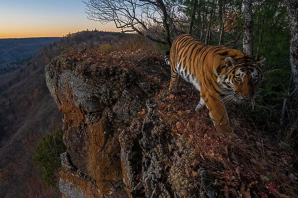 Siberian tiger (Panthera tigris altaica) walking on cliff top at the edge of mountainous forest with forested valley below, Land of the Leopard National Park, Russian Far East. Endangered. Taken with remote camera. October