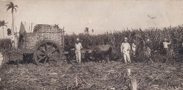 Corte de Canna. - Gathering Sugarcane. Cuba, c1900