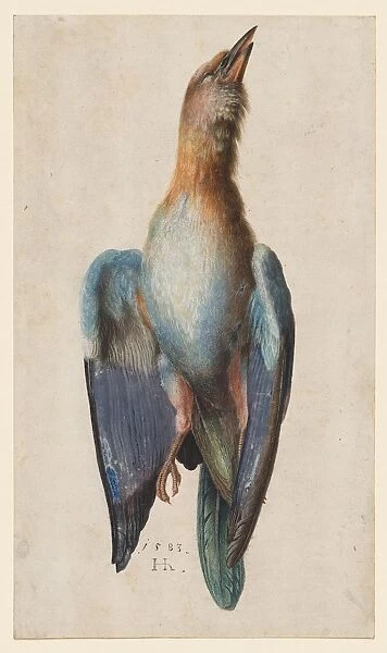 Dead Blue Roller, 1583. Creator: Hans Hoffmann (German, 1545  /  50-1591  /  92)