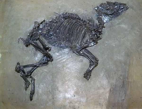 Fossil of a horse