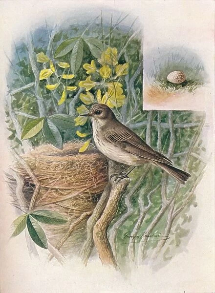 Spotted Fly-Catcher - Muscic apa gris ola, c1910, (1910). Artist: George James Rankin