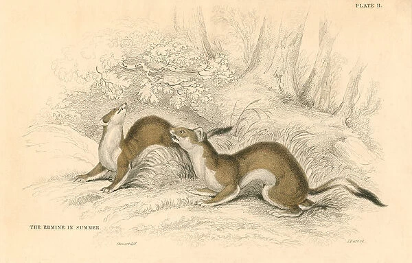 Stoat (Mustela erminea), member of the weasel family, 1828