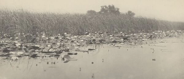 Water-Lilies, 1886. Creators: Dr Peter Henry Emerson, Thomas Frederick Goodall