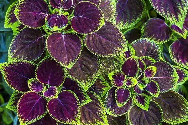 Close-up of bright purple and green coleus plant leaves in Ubud District in Gianyar, Bali, Indonesia