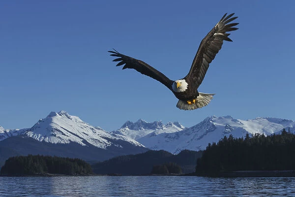 Composite: A Bald Eagle Soars Against A Blue Sky In Auke Bay Near Juneau, Inside Passage, Southeast Alaska