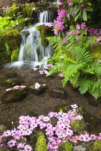 Crystal Springs Rhododendron Garden, Portland, Oregon, USA