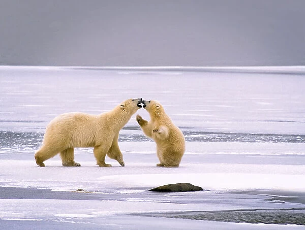 Cub on its hind legs touching noses with its mother on ice