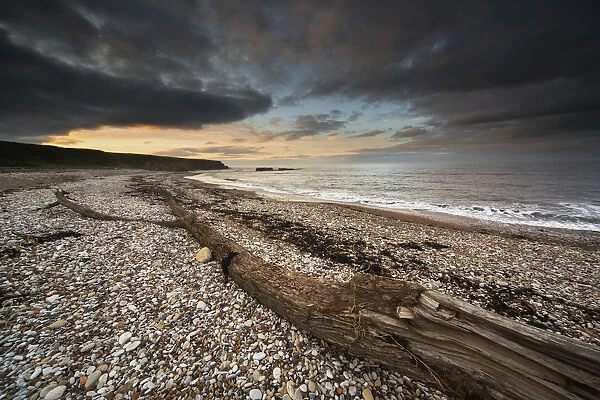 Driftwood laying on the gravel beach; Sunderland tyne and wear england