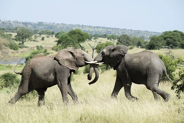 Elephants Sparring In Tarangire National Park; Tanzania