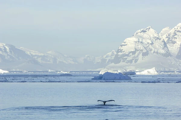 Humpback whale fluke surfacing in the water of the Southern Ocean, Antarctic Peninsula, Antarctica