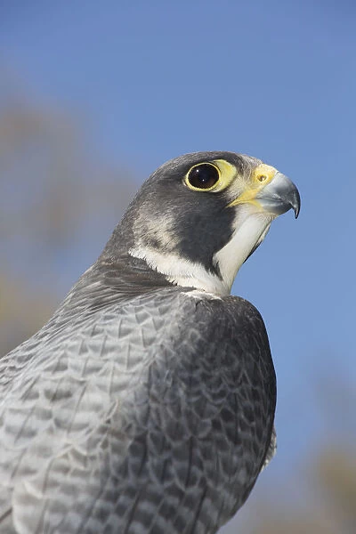 Peregrine Falcon; Connecticut, USA